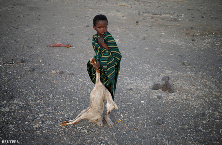 Egyik kecskéjük tetemét hurcolja magával egy kisfiú a Turkana törzsből.
