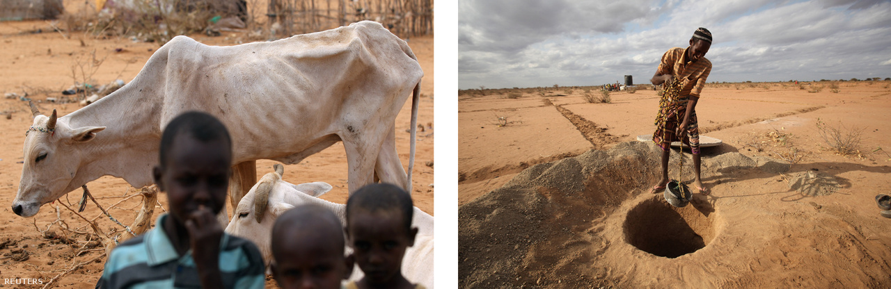Balra: Alultáplált tehén a Dadaab menekülttábor egyik negyedében. Jobbra: Latrinát ás egy férfi a Dadaab menekülttábor egyik kieső részén.