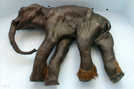 Gyima, a 40 ezer éves mamutborjú-múmia a Természettudományi Múzeum 2008-as kiállításán (Fotó: Kollányi Péter)