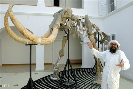 Dobai Csaba, a gyöngyösi Mátra Múzeum munkatársa mutatja Magyarország egyetlen teljes mamutcsontvázát (Fotó: H. Szabó Sándor)
