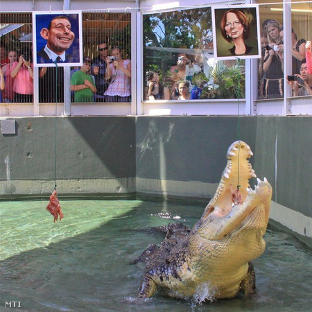 2010. augusztus 19-én a Piszkos Harry nevű krokodil a darwini Crocosaurus Cove állatkertben megjósolta a választások kimenetelét. Gondozói Tony Abbott és Julia Gillard karikatúrájára csirkehúst függesztettek. A 720 kg-os jós az alácsüngő csirkehúsok közül a kormányfőé alattit választotta.