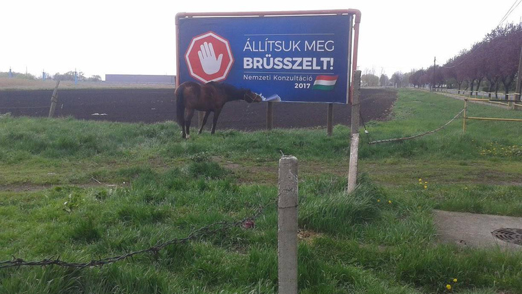 Ló legeli a brüsszelező kormányzati plakátot
