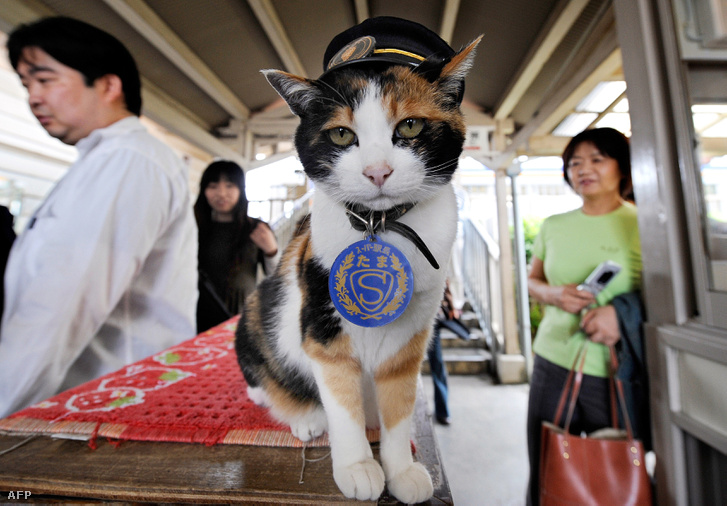Tama, a macska, Kinokawa egyik állomásán ellenőrizte a jegyeket. Helyi hírességnek számított, amikor meghalt, ezrek vettek részt a temetésén.
