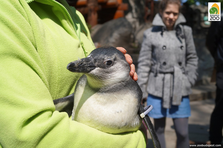 pingvinfioka01-Foto-Toth-Leticia