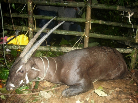 A Vu-Quang antilop