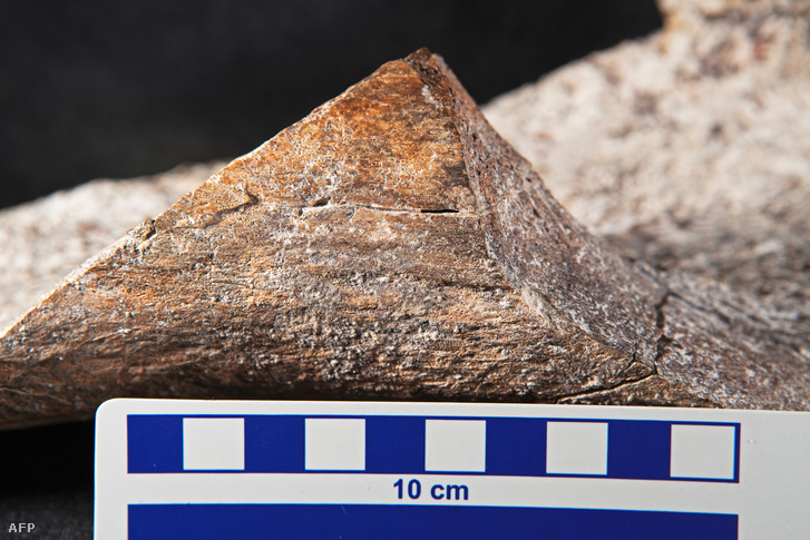 Körkörösen törött csontdarab bizonyítja az emberi beavatkozást ezen a 130 ezer éves leleten
