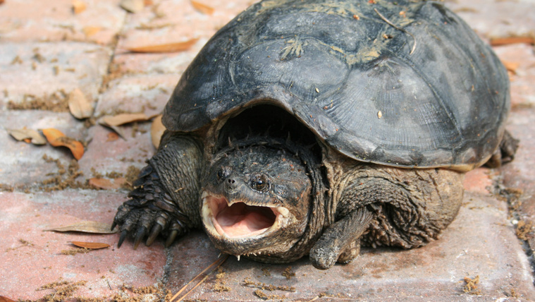 snapping-turtles