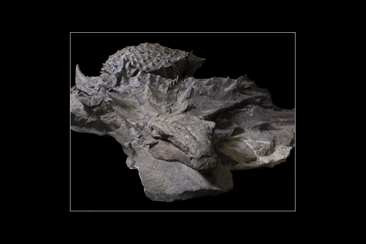 rtmp gfd nodosaur-uprepared