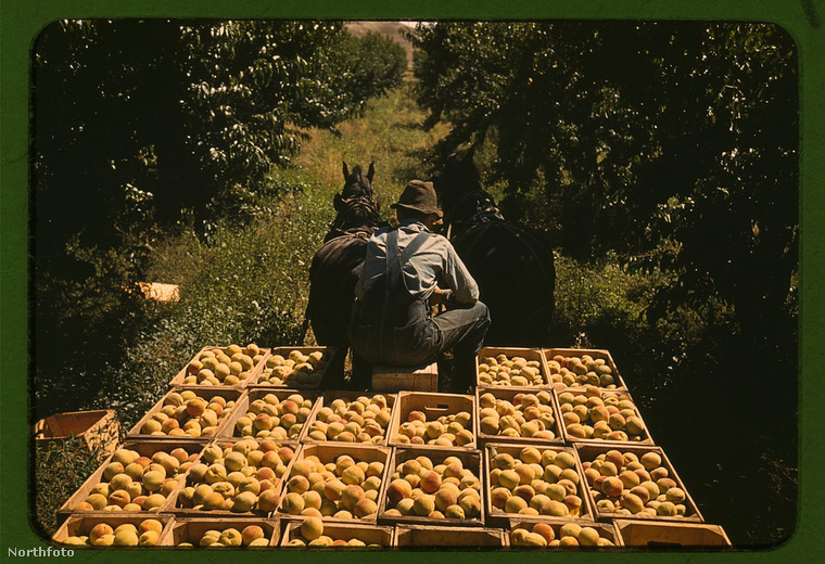 A barackszedők lovas kocsin szállítják a gyümölcsöket