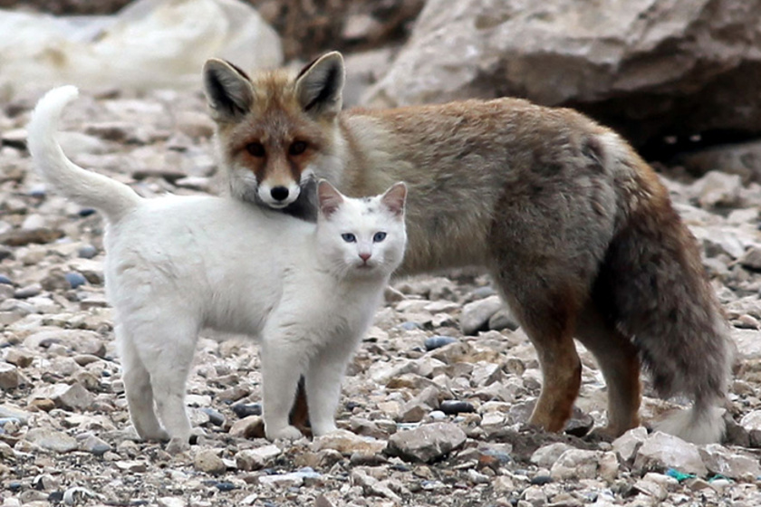 A különös cica-róka párra Törökországban lettek figyelmesek, és azt is megfigyelték, hogy szinte folyamatosan együtt játszanak, és mindenhová követik egymást.