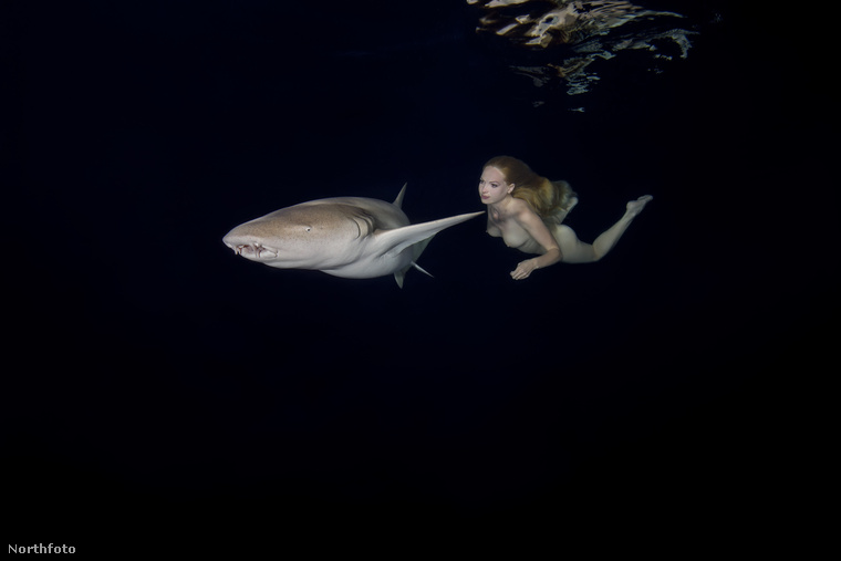 Irina Britanova, a 27 éves orosz modell a Maldív-szigeteken vállalt be egy víz alatti fotózást, melynek során egy csapatnyi cápa gyűrűjében úszkált az óceánban - teljesen meztelenül.&nbsp;