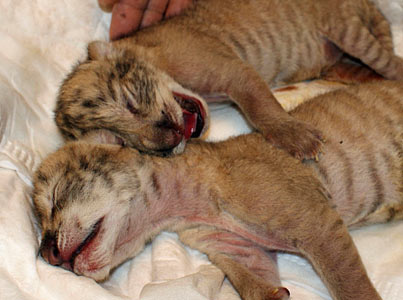 Tigroszlánok a születésük után