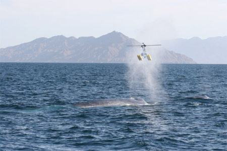 A bálnaváladék-gyűjtő helikopter (a Londoni Zoológiai Társaság felvétele)