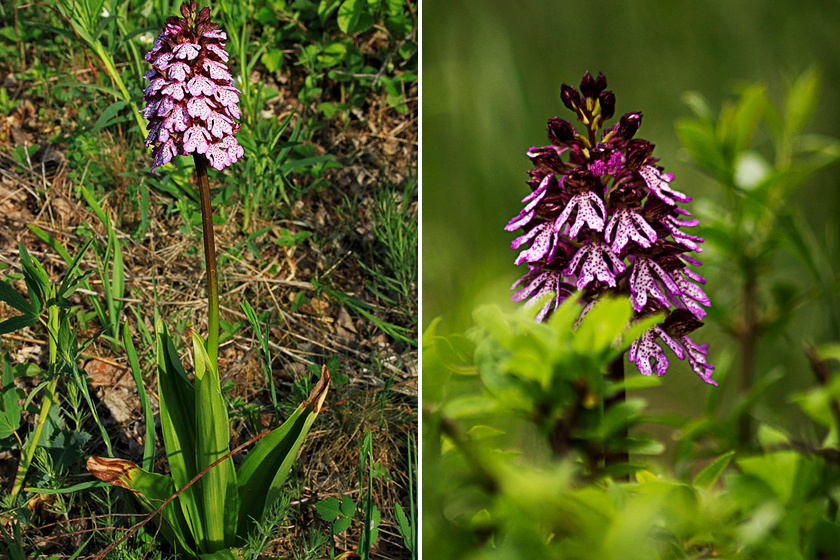 A gyönyörű erdei vagy bíboros kosbor - Orchis purpurea - 30-50 centi magas is lehet, szálanként nő, és a Cserhát, a Mátra, a Börzsöny és a Keszthelyi-fennsík tölgyeseiben, löszgyepein elterjedt.
