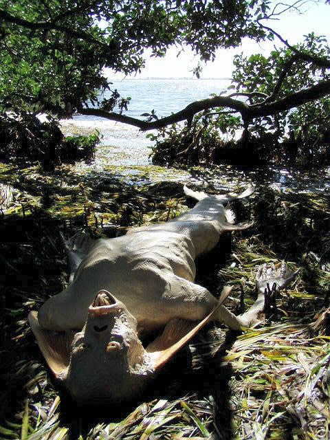 Juan Cabana szörnyszobrász képei egy lánclevélben terjedtek 2006-ban. A műanyag 'mumifikálódott' sellő a művész eBay-aukciójának reklámja volt.
