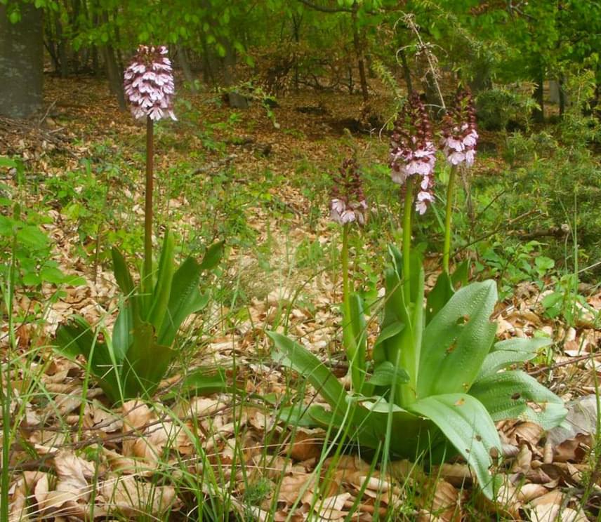	Ugyanekkora bírságra számíthatsz, ha a bíboros kosborban - Orchis purpurea - teszel kárt, mellyel szintén májustól júniusig találkozhatsz az erdőkben. A védett növény előfordulása hazánkban igen gyakori.