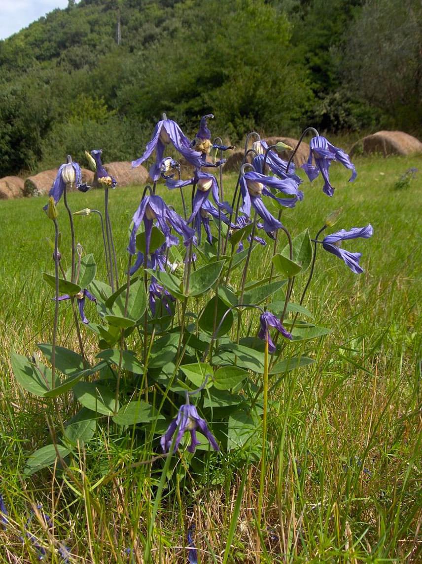 	A májustól június elejéig virágzó réti iszalag - Clematis integrifolia - eszmei értéke szintén 5 ezer forint. Hazánkban számos helyen előfordul, többek között a Mátrában, a Börzsönyben és a Visegrádi-hegységben.