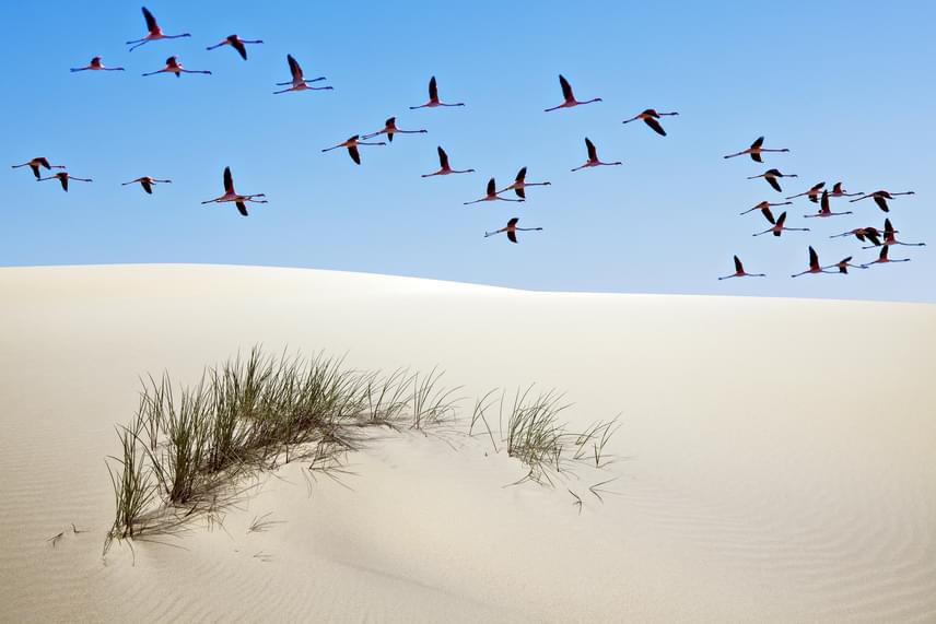 	Rózsás flamingók repülnek a homokdűne felett a Doñana Nemzeti Parkban, mely Andalúziában terül el.