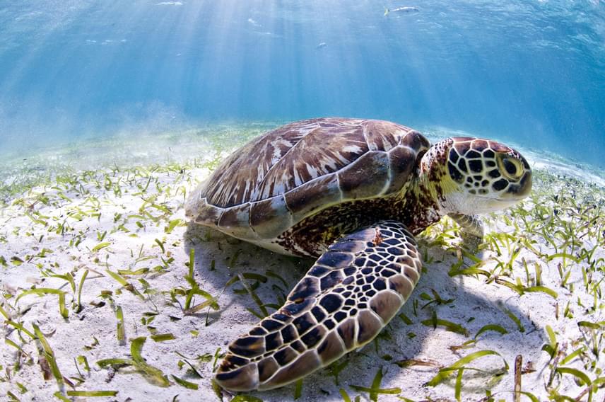
                        	A Belize-zátonyon háromféle tengeri, zöld-, cserepes-, valamint álcserepes teknős is él.