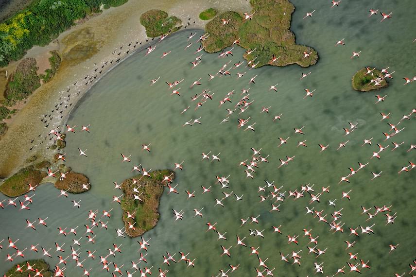 	Még egy varázslatos kép a nemzeti park flamingóiról, ahogy átszelik a mocsarat.