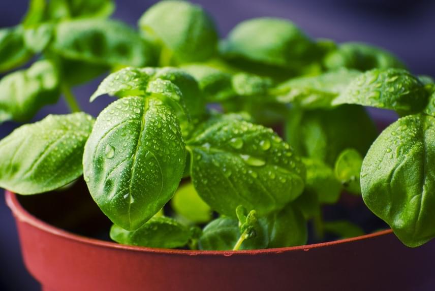 Íme tíz fűszernövény, ami rengeteget segíthet a fogyásban