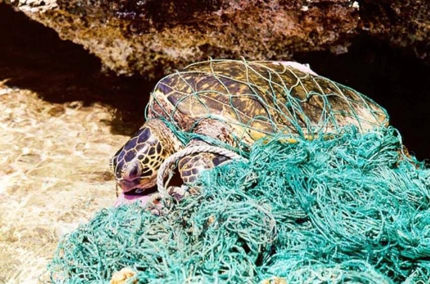 
                        	A hulladékba gabalyodott állatok gyakran elpusztulnak. A különböző fajok számára nagy veszélyt jelentenek az apró műanyagdarabok is. Ha a tárgyak a vízfelszínen megforduló állatok szájába beférnek, azok le is nyelik a őket - a legtöbb esetben pedig elpusztulnak. 