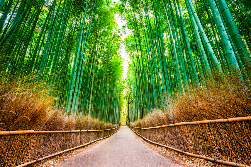 	Saganói bambuszliget	Japán mesés természeti csodája az igéző saganói bambuszliget. A Kyoto központjától félórányira fekvő Arashiyamában található bambuszliget közepén varázslatos ösvény fut végig. Az erdő fény-árnyék játéka és a szél által összekoccanó bambusz hangja túlvilági élményhez hasonló. A bambuszligetet, vagyis a hangját Japán hivatalosan is az ország megőrzendő természeti kincsei közé emelte. 