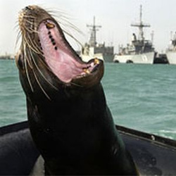 Sea-Lion-Attacks-on-Humans-2