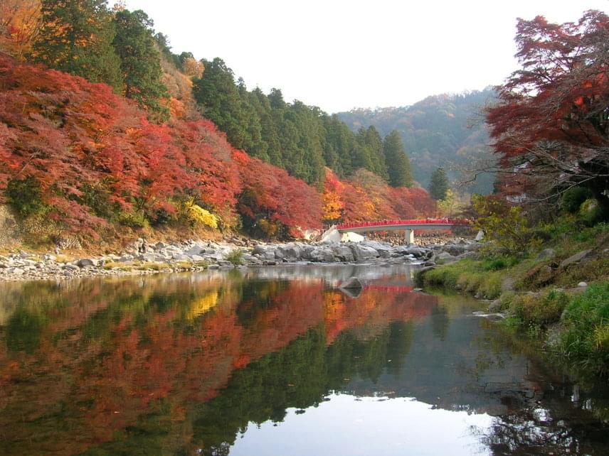 	A juhar- és ginkgofák egyik legfantasztikusabb lelőhelye a Nagoja közelében található Korankei-völgy. Kojakuji, egy 17. században élt szerzetes döntött úgy, hogy elültet egy juharfát a védett völgyben, temploma mellé. Ettől kezdve sok zarándok és helybéli követte Kojakuji példáját, így alakult ki mára ez az egészen varázslatos vidék.