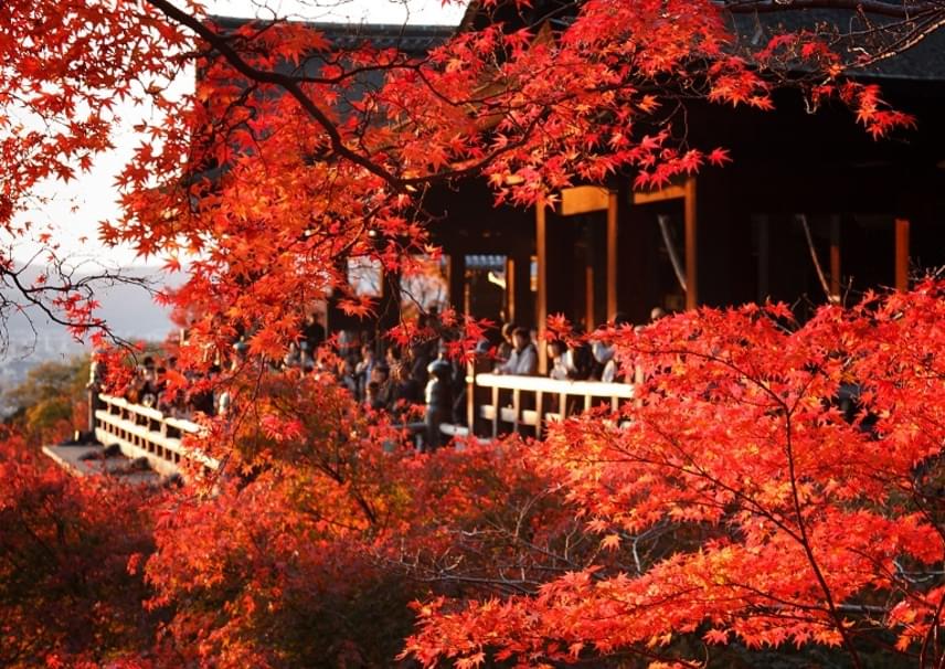 	A Momijigari, vagyis az őszi levélnézés során a japánok szívesen látogatják végig a legfestőibb helyeket. Ezek egyik gyöngyszeme Kiotó, ahol ősszel talán még a cseresznyevirágzásnál is szemgyönyörködtetőbb tájat fest a természet. A levelek október elején kezdenek a vörös és sárga számtalan árnyalatában ragyogni, és november közepére az egész tájat mesés színekbe vonják.