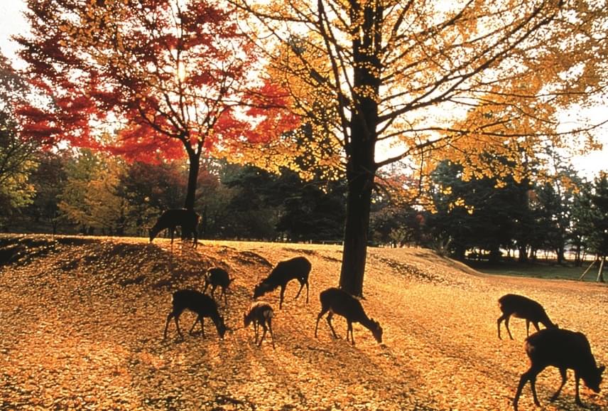 	Az 1300-as években megnyitott Nara Park egyike Japán egyik legrégebbi parkjainak. A Wakakusa hegy lábánál található terület az Oktatási, Kulturális, Sport, Tudomány és Technológia Minisztérium által az úgynevezett Festői szépségű hely kategóriába került. A nyilvános park számtalan kertjét és templomát bárki látogathatja, és ősszel valóban érdemes is.