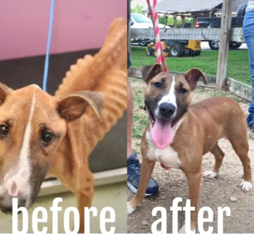 	Félelmetesen sovány kutyus volt Sadie, mielőtt új gazdái rátaláltak. A két kép elkészülte között mindössze néhány hónap a különbség. És egy hatalmas adag szeretet.