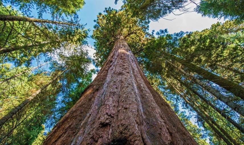 
                        	A legmagasabb fa a Hyperion nevű örökzöld mamutfenyő, amelyet szintén Kaliforniában fedeztek fel a maga 115,61 méteres magasságával. A Redwood Nemzeti Parkban található óriás lentről nézve olyan, mintha egészen az égig felérne. A pontos helye az ökoszisztéma tiszteletben tartása végett szintén hétpecsétes titok.