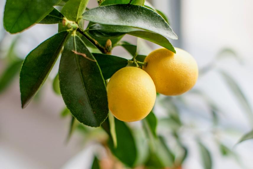 
                        	A citromfa - Citrus limon - bájos dísznövényként akár a lakásban is tartható, azonban olyan helyiséget válassz, ami elég világos, magasabb a páratartalom, és körülbelül 10-12 Celsius-fokos. Rendszeresen öntözd, és ne hagyd kiszáradni a földjét, ugyanakkor vigyázz, hogy ne pangjon a víz, és hetente egyszer lehetőleg tápoldatot is adj neki. Mindezt szép látványa és kellemes illata mellett párátlanító, illetve maga körül a levegőt csírátlanító hatásával is meghálálja majd.