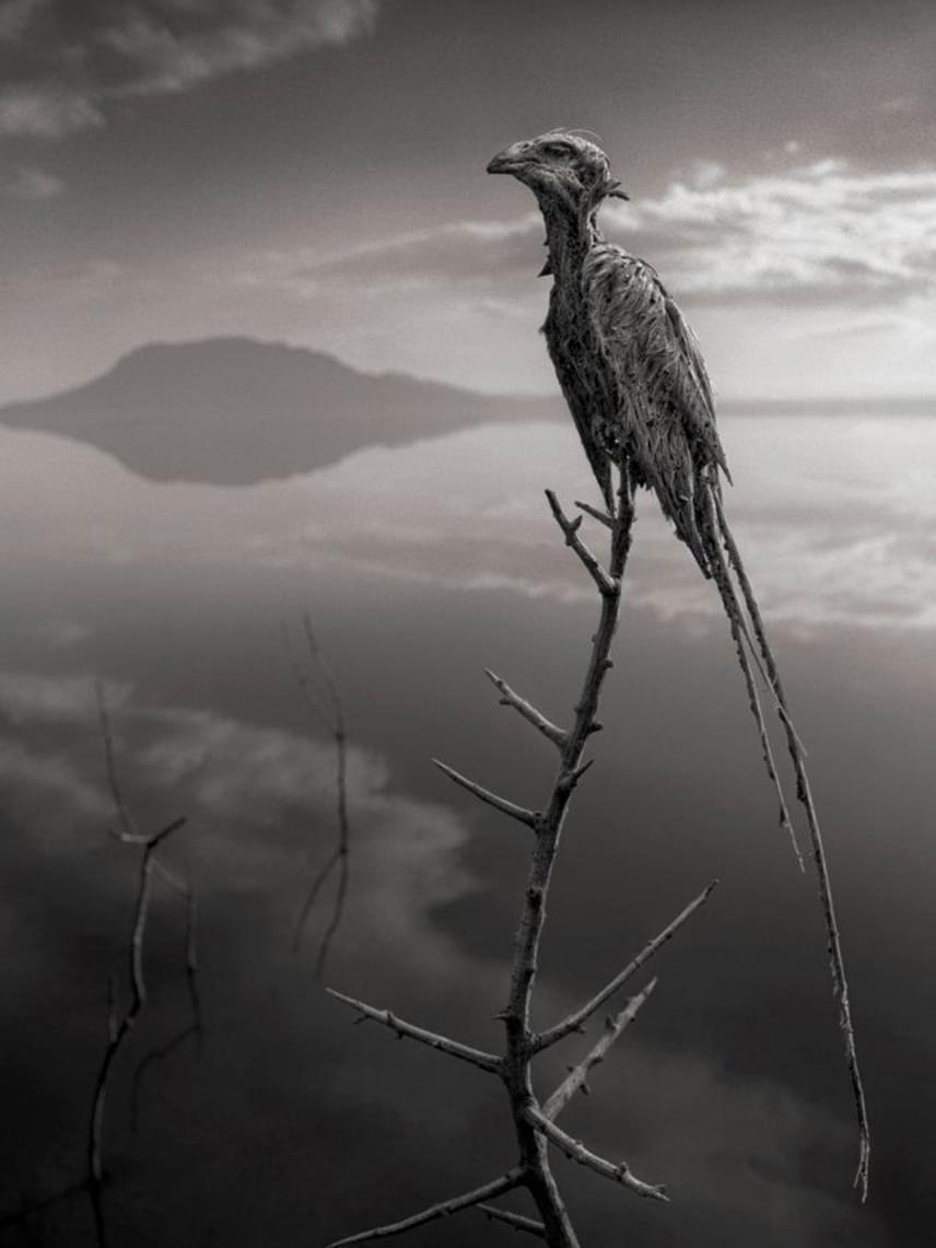 	Nick Brandt fotósorozatához összegyűjtött néhányat a Nátron-tónál tömegével elpusztuló kisebb madarak közül. Akárcsak ezt az egerészölyvet, számos állatot sodor partra a víz úgy, hogy testüket vékony, megszilárdult sóréteg borítja.