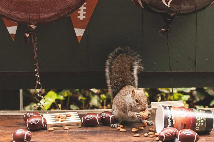 
                        	A berendezett mókuspartik egy része tematikus. Ez az állatka például egy Super Bowl-szurkolói buli közepébe csöppent.