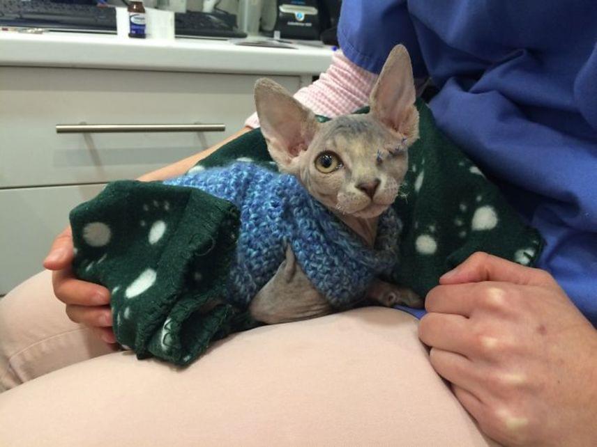 A kis Stitch szeme súlyosan megsérült, ám előző gazdája nem vitte el állatorvoshoz. Miután állapota rosszabbodott, végleg lemondott róla, az állatorvos viszont megműtötte, ám a cica szemét már nem lehetett megmenteni, ezért eltávolította azt. 