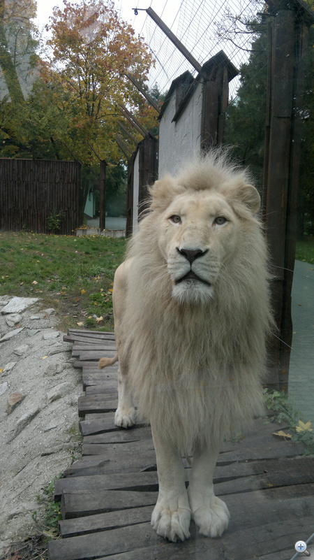 A pozsonyi állatkert oroszlánja egy felhős őszi napon. Klikk az eredeti képhez!