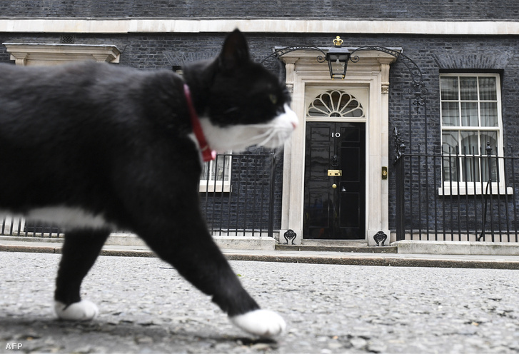 Larry a Downing Street egerész macskája Theresa May péntek délutáni bejelentése előtt