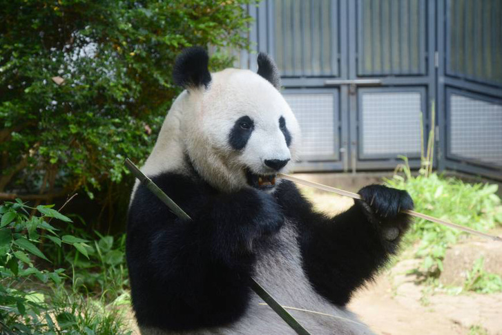 Shin Shin, az Ueno állatkert pandája hétfőn adott életet a pandabocsnak