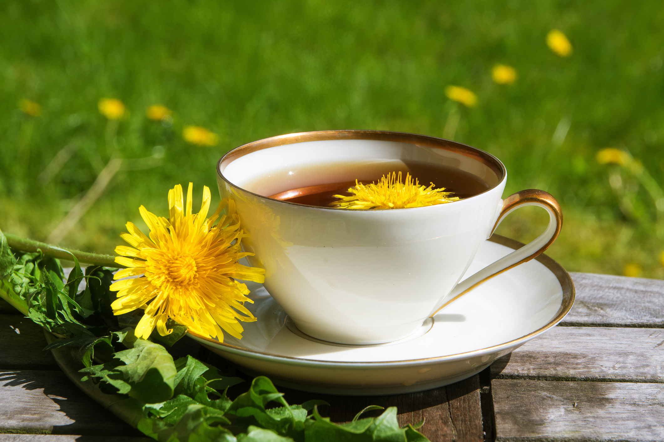 pitypang tea fogyás előnyei