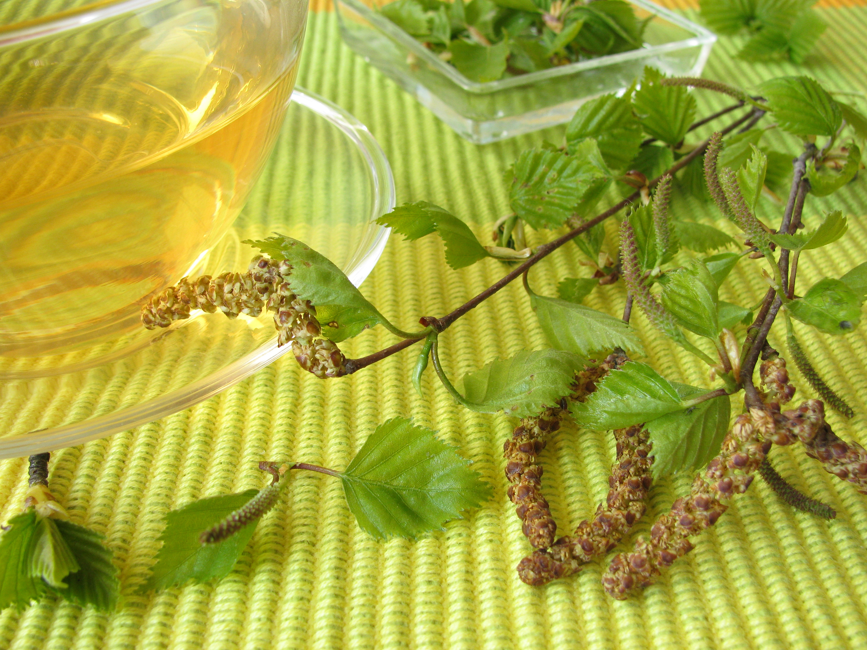 Можно ли пить березовые почки. Чай на березовых бруньках. Отвар березовых Брунек. Отвар из березовых листьев. Березовые почки.