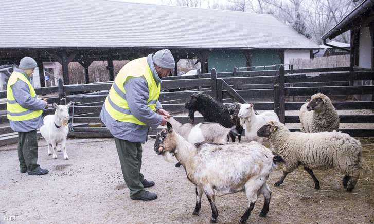 A Budapesti Fegyház és Börtön fogvatartottjai kecskéket és juhokat etetnek a Rex Állatsziget budapesti telephelyén.