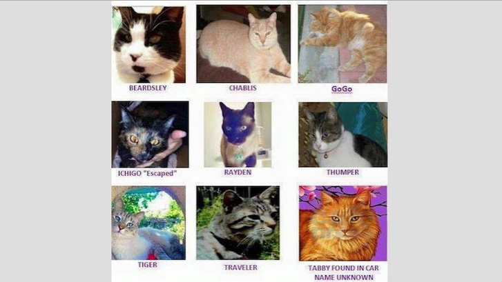 Néhány macska Farmer áldozatai közül