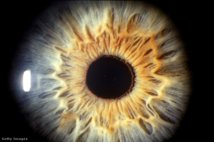 Az emberi szem összetettsége - a vak- és a sárgafolttól kezdve a fókuszált és perifériás látásig