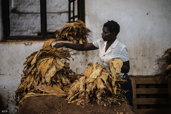 Dohányleveleket válogat egy nő Malawiban
