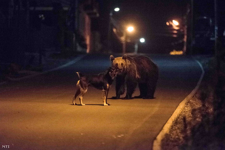 Élelmet kereső medve és egy kutya találkozása Tusnádfürdő egyik utcáján 2017. június 9-én este. A vadállatok az erdélyi város utcáin úgy mászkálnak mint máshol a kóbor kutyák.