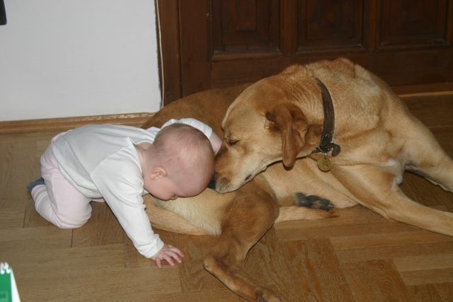 Díványos gyerek kutyával (azóta már 10 éves, nem ette meg az állat)
