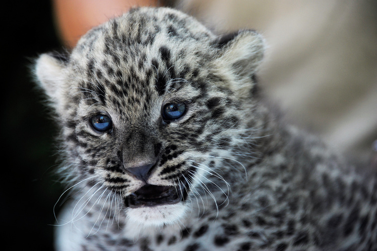 TÁDÁM!
                        Ez a lény itt egy perzsa leopárd, a Nyíregyházi Állatparkban született, négy hete.