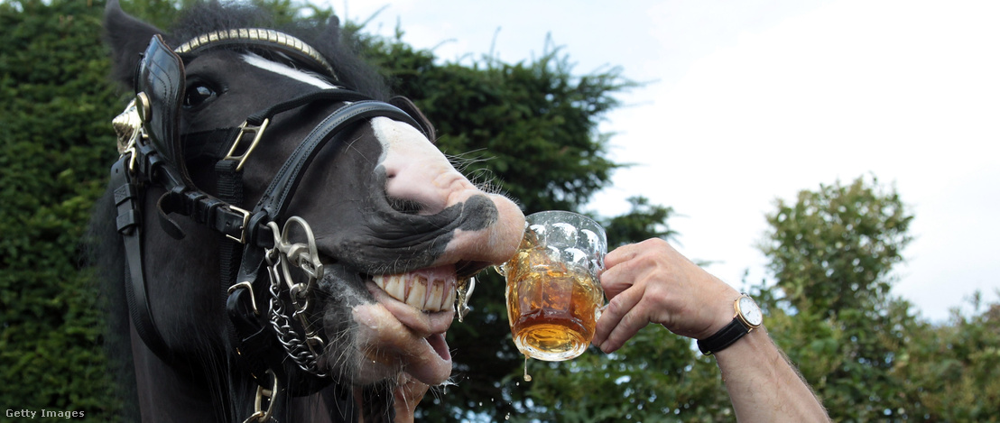 Лошадь пьет чай. Конь бухает. Конь пьет. Лошадь с пивом.
